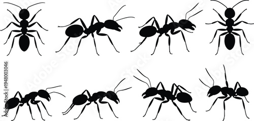 Ant, insect, silhouette, set, black, isolated, vector, ant colony, ant illustration, bug, nature, macro, wildlife, clipart, collection