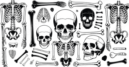 Human skeleton anatomy set, skull and bones collection, medical skeletal system vector illustration pack