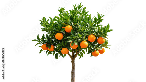 Foto Isolated lush green orange tree with many bright ripe citrus fruits ready for ha