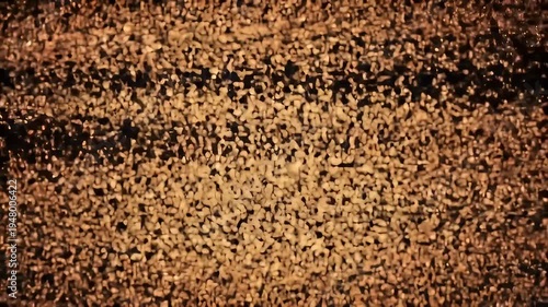Swarm of Birds Flying Together.