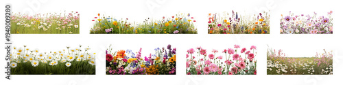 PNG Vibrant wildflower garden borders, transparent background