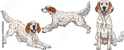 English Setter dog running energetic play bow sitting pose set