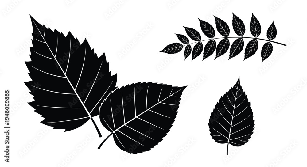 Obraz premium Black leaf silhouettes on for design and decoration purposes vector illustration