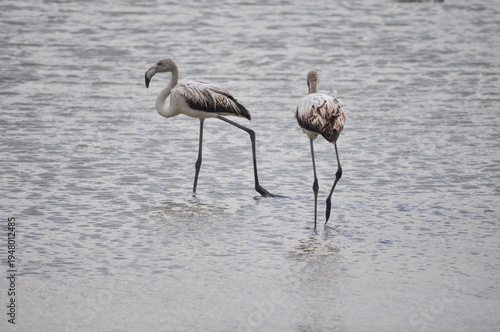 The bird Flamingo in the natural environment in Lady's Mile Limassol