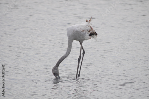 The bird Flamingo in the natural environment in Lady's Mile Limassol