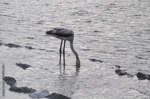 The bird Flamingo in the natural environment in Lady's Mile Limassol