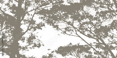 Silhouetted tree branches against a bright overcast sky