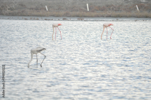 The bird Flamingo in the natural environment in Lady's Mile Limassol