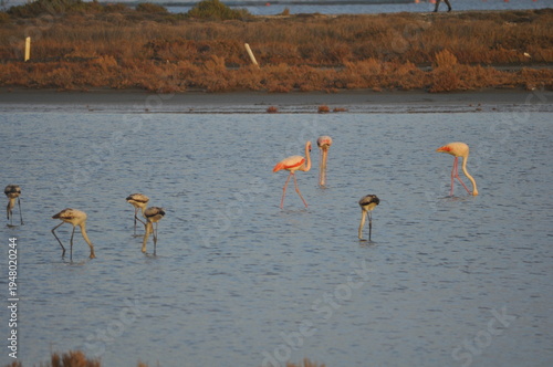 The bird Flamingo in the natural environment in Lady's Mile Limassol