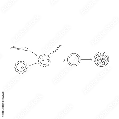 Human Fertilization and Embryo Development Stages Vector Illustration