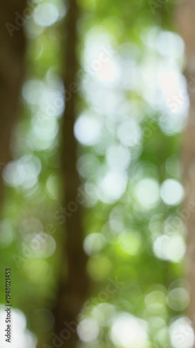 Dense Green Forest Leaves Bokeh Background