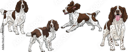 English Springer Spaniel dog standing happy running playful pose set