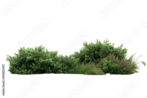 Green bushes and garden plants creating lush landscape design element with transparent background