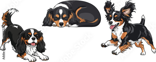 English Toy Spaniel curled up sleeping playful play bow pose set