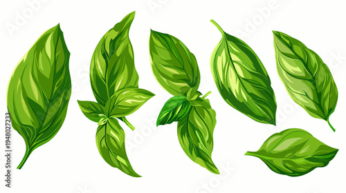 A collection of vibrant green leaves with detailed veins and shading, isolated on white
