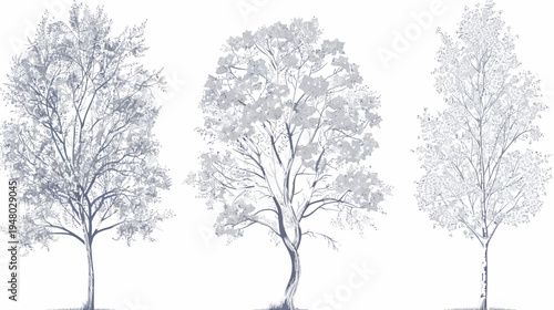 A grayscale illustration of three trees on a white background, featuring full foliage