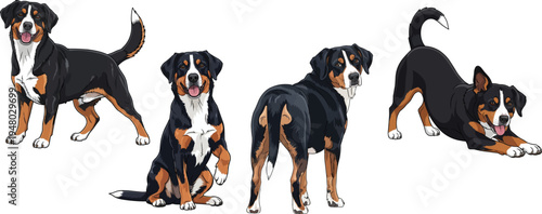 Entlebucher Mountain Dog standing sitting playful play bow pose set