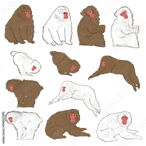 a collection of twelve illustrations of Japanese macaques, also known as snow monkeys, EPS10. Vector illustration