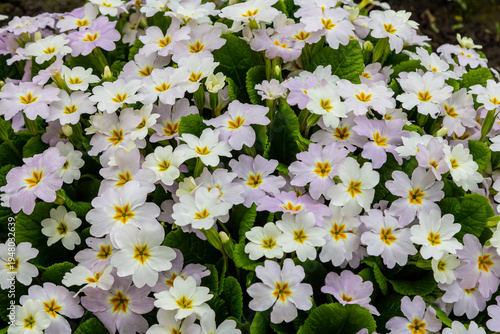 Spring flowers. Blooming primrose or primula flowers in a garden
