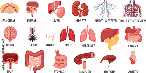 Human organs anatomy illustration set medical healthcare labeled collection