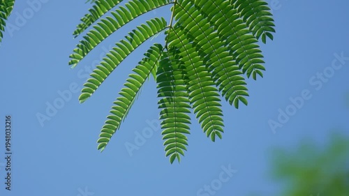 Wallpaper Mural Artistic Summer Nature Scenes with Empty Shots and Natural Beauty Torontodigital.ca