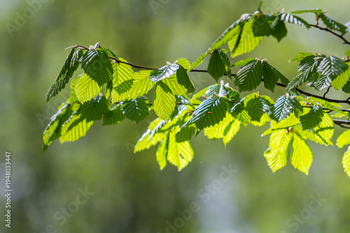 Fresh leaves of carpinus betulus in spring. Common hornbeam