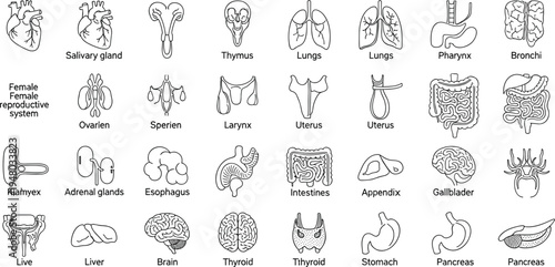 Human organs outline icons set anatomy medical healthcare collection illustration