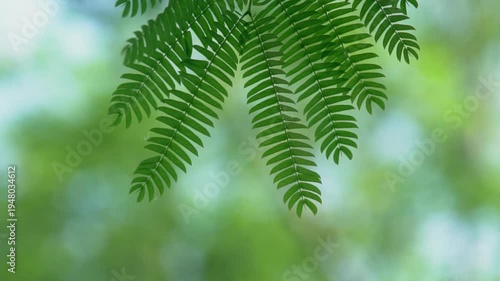 Wallpaper Mural Artistic Summer Nature Scenes with Empty Shots and Natural Beauty Torontodigital.ca