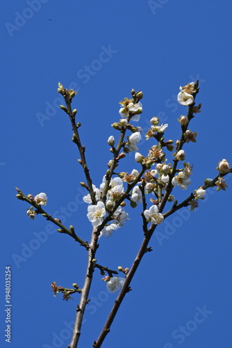 spring tree branches