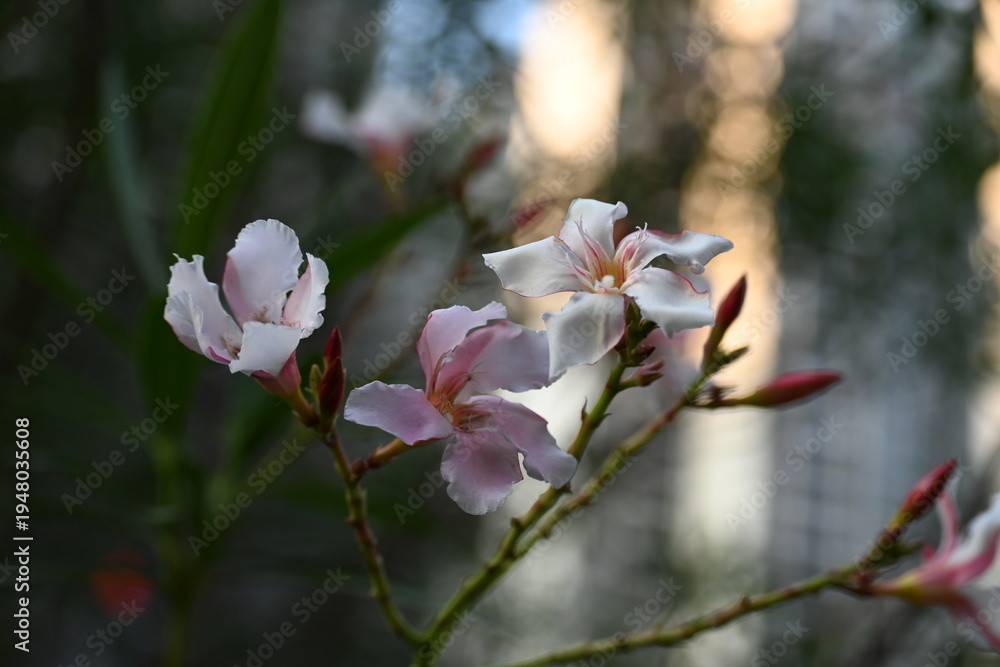 Obraz premium pink flowers