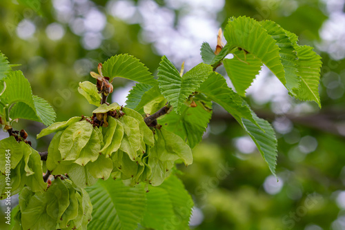 Tableau sur toile Close-up shot of the samara samarae of the Wych or Scots elm Ulmus glabra on the