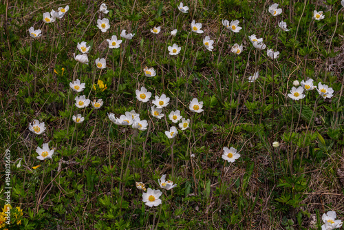 Anemonoides sylvestris Anemone sylvestris, known as snowdrop anemone or snowdrop windflower, is a perennial plant flowering in spring