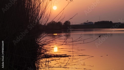 Wallpaper Mural 4K Artistic Sunset Reflection Silhouette of Reeds in Natural Setting Torontodigital.ca