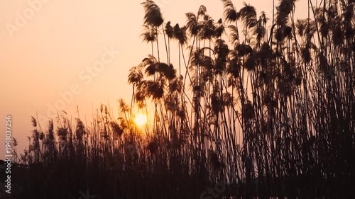Wallpaper Mural 4K Artistic Sunset Reflection Silhouette of Reeds in Natural Setting Torontodigital.ca