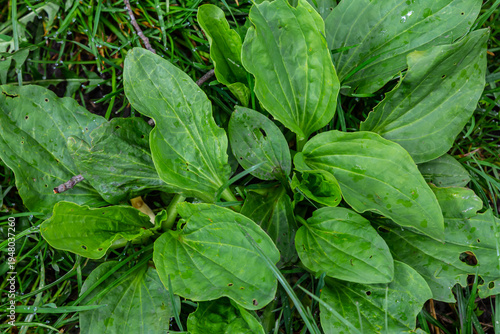 Greater Plantain, Waybread Plantago major tree and Thailand herb has medicinal properties in Common Plantain