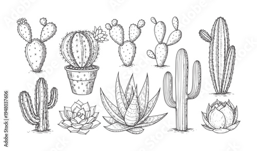 Hand drawn collection of various desert succulents and cacti cactus plant nature