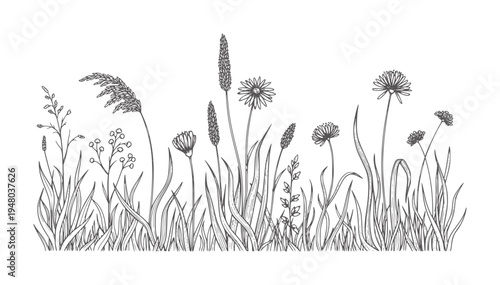 Hand drawn of wild grasses and wildflowers in bloom