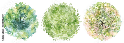 PNG Watercolor tree top views on transparent background