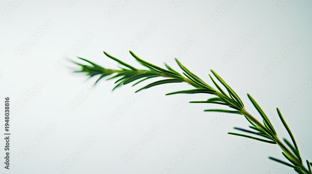 Fototapeta premium Fresh rosemary sprig, close-up, white background, culinary herb.