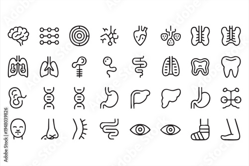 Human anatomy medical line icons set with brain lungs heart stomach liver DNA and organ symbols