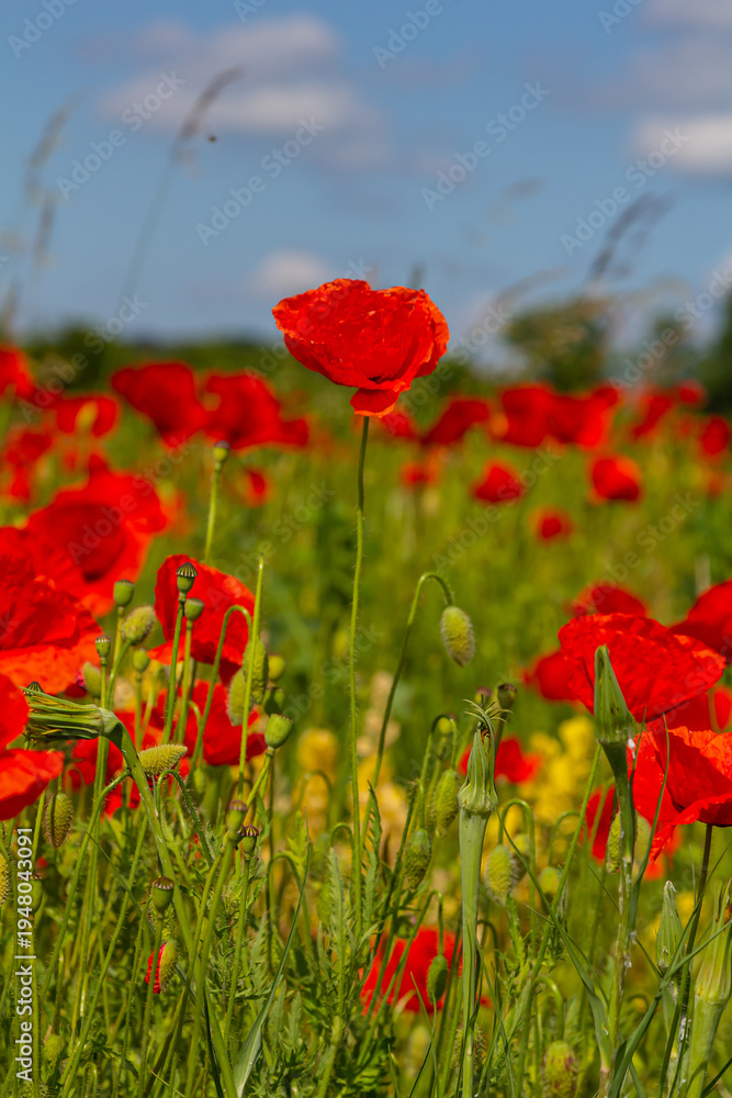 Obraz premium Papaver rhoeas or common poppy, red poppy is an annual herbaceous flowering plant in the poppy family, Papaveraceae, with red petals