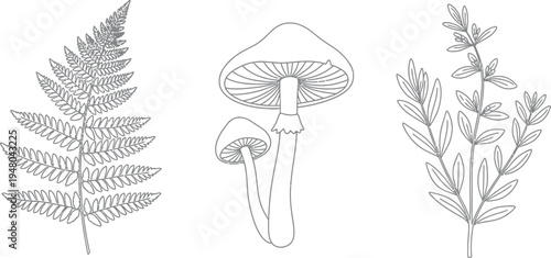 Outline illustration featuring a detailed fern frond, a pair of stylized mushrooms, and a leafy botanical sprig element