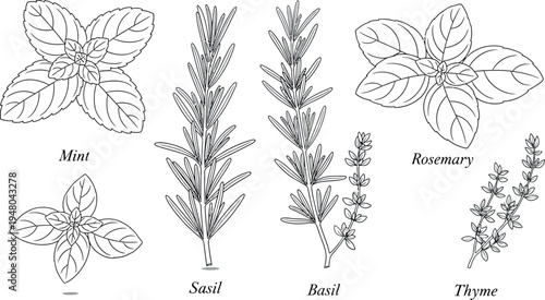 Collection of five different culinary herbs including mint basil rosemary thyme and sasil depicted in black and white line art drawing style