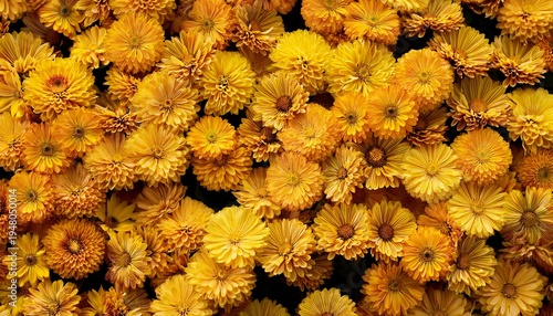 Yellow Flowers Background