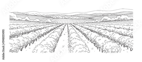 Black and white of a vast vineyard landscape with rolling hills monochrome