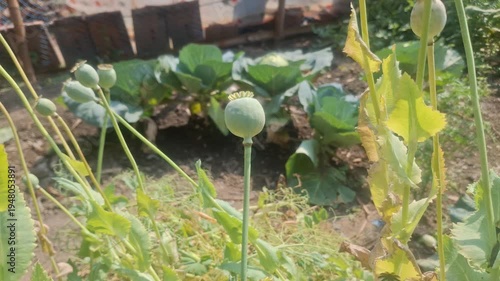 Opium, also called poppy tears or Lachryma papaveris, is the dried latex (sap) obtained from the seed capsules of the opium poppy, scientifically known as Papaver somniferum