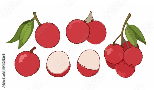 Cute tropical lychee fruit vector illustration with leaves and peeled lychee isolated white