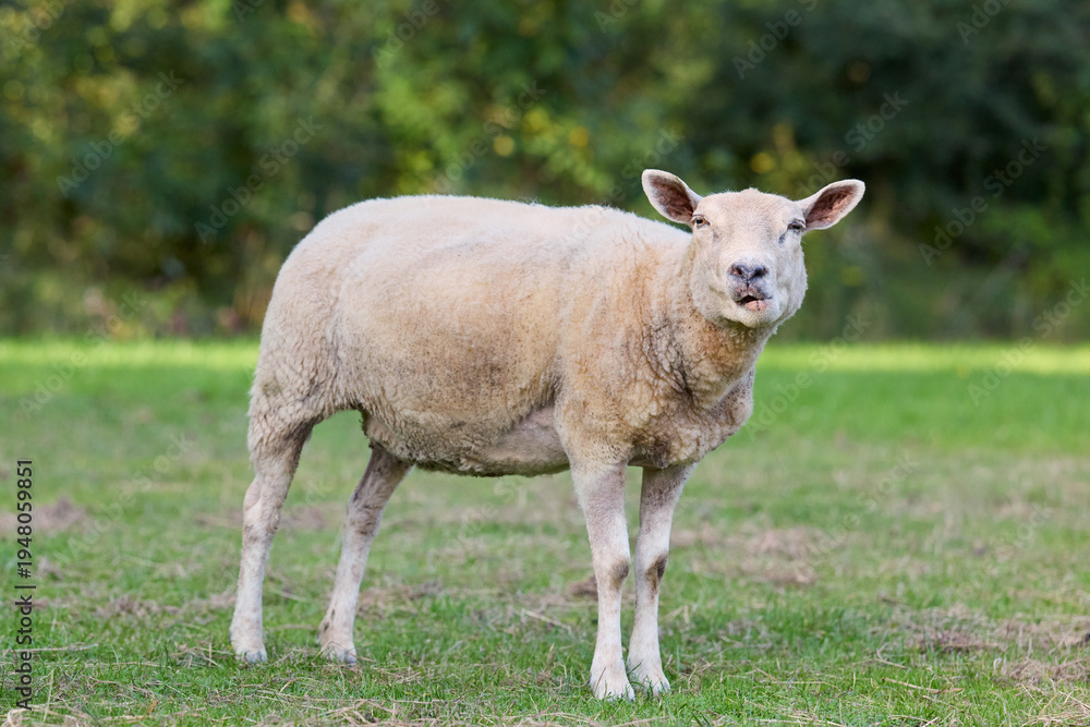 Obraz premium A curious light-colored sheep stands in a vibrant green pasture, looking directly at the camera with a slightly open mouth. Lush trees blur in the background, highlighting the serene rural setting.