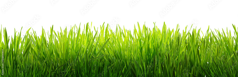 Obraz premium Fresh green grass isolated on a white background, symbolizing nature, growth, and renewal.