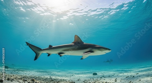 Wallpaper Mural Majestic Reef Shark Gliding Gracefully Through Sunlit Ocean Waters Above Coral Seabed Torontodigital.ca